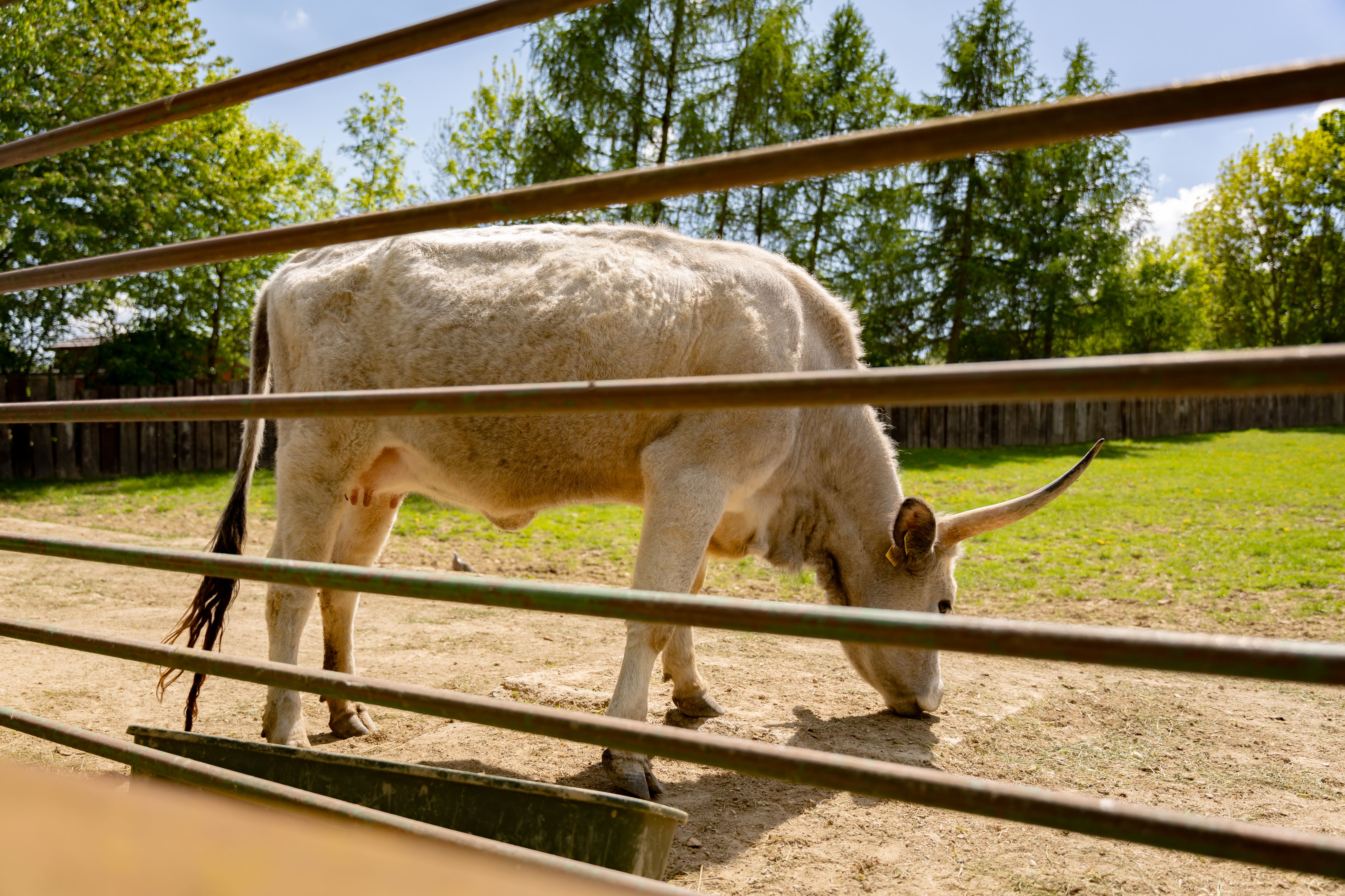 Slavnostne odomykanie brany ZOO Kosice-23